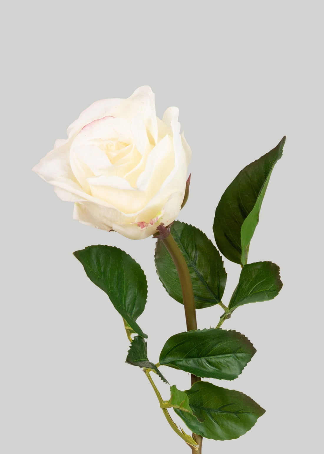 Cream Blush Natural Touch Rose 
