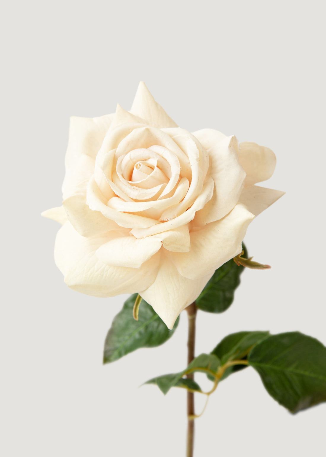Faux Beige Duchess Rose 