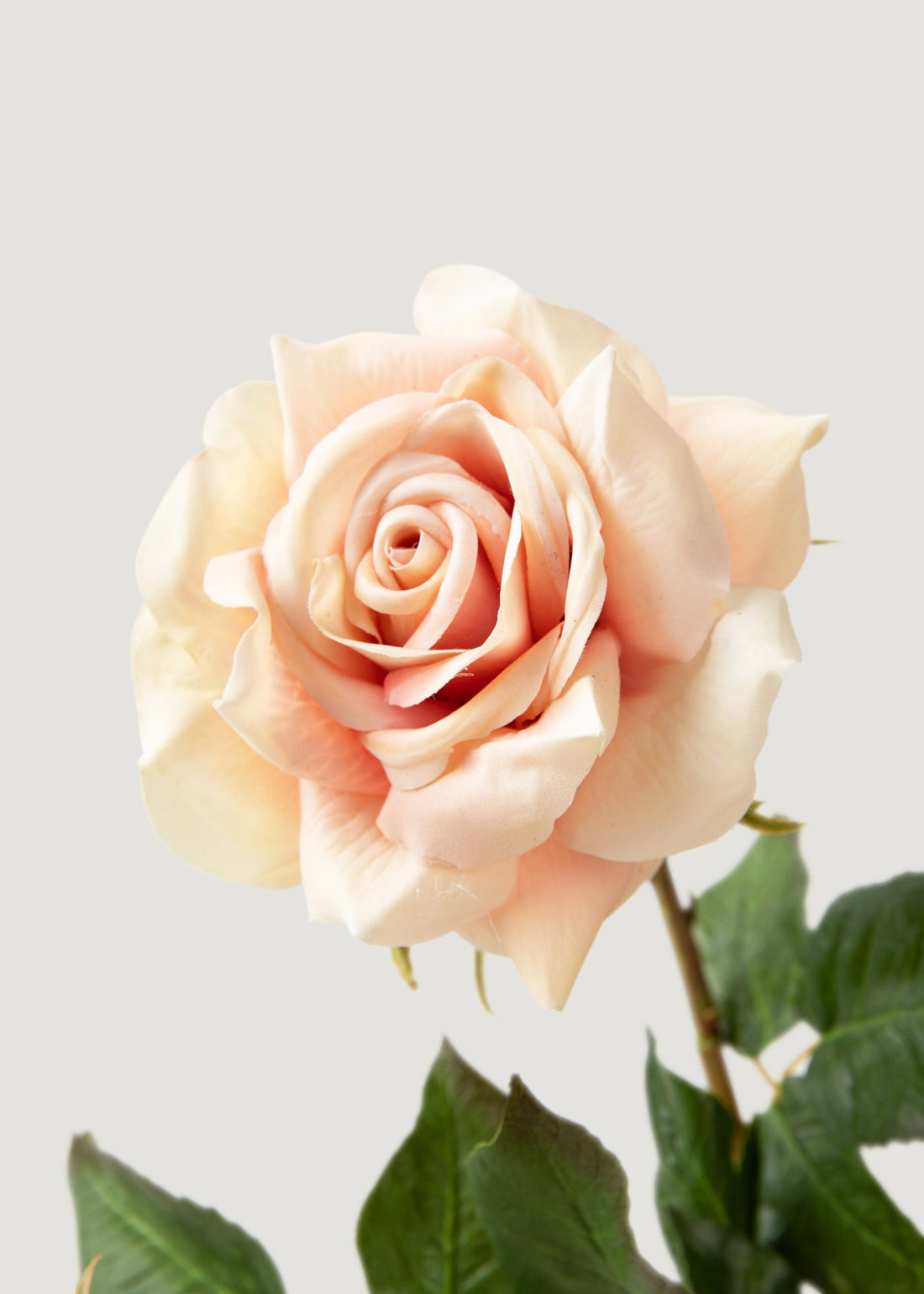 Real Touch Faux Duchess Rose in Mauve 